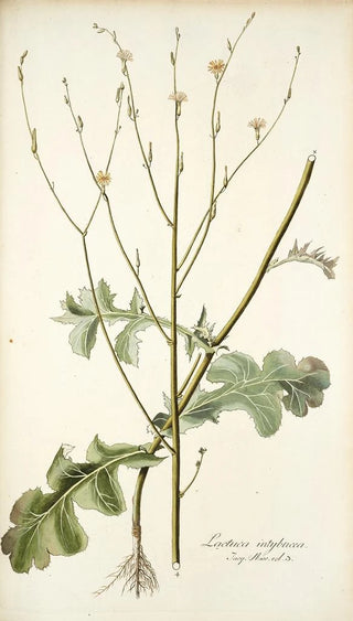 Nikolaus Joseph Freiherr von Jacquin - Lactuca intubacea.webp
