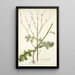 Lactuca intubacea - Nikolaus Joseph Freiherr von Jacquin — gerahmtes Bild an der Wand