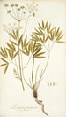 Laserpitium peucedanoides - Nikolaus Joseph Freiherr von Jacquin — Ansicht des Kunstwerks