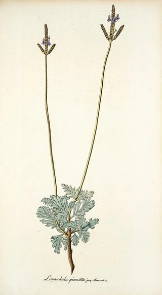 Nikolaus Joseph Freiherr von Jacquin - Lavandula pinnata.webp