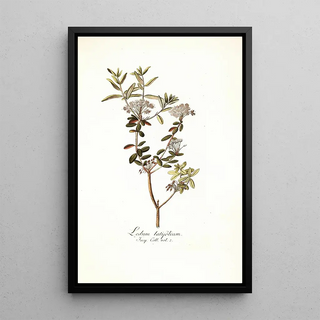 Nikolaus Joseph Freiherr von Jacquin - Ledum latifolium.webp