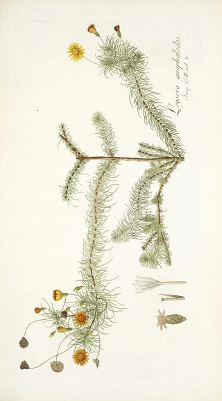 Nikolaus Joseph Freiherr von Jacquin - Leysera gnaphalodes.webp