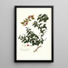 Limonia trifoliata - Nikolaus Joseph Freiherr von Jacquin — gerahmtes Bild an der Wand
