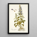 Lobelia siphilitica - Nikolaus Joseph Freiherr von Jacquin — gerahmtes Bild an der Wand