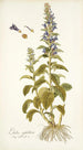 Lobelia siphilitica - Nikolaus Joseph Freiherr von Jacquin — Ansicht des Kunstwerks
