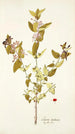 Lonicera tartarica - Nikolaus Joseph Freiherr von Jacquin — Ansicht des Kunstwerks