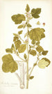 Malachra fasciata - Nikolaus Joseph Freiherr von Jacquin — Ansicht des Kunstwerks