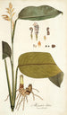 Maranta lutea - Nikolaus Joseph Freiherr von Jacquin — Ansicht des Kunstwerks