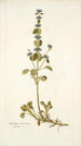 Marrubium astracanicum - Nikolaus Joseph Freiherr von Jacquin — Ansicht des Kunstwerks