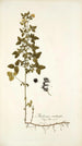 Medicago carstiensis - Nikolaus Joseph Freiherr von Jacquin — Ansicht des Kunstwerks