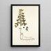 Medicago carstiensis - Nikolaus Joseph Freiherr von Jacquin — gerahmtes Bild an der Wand