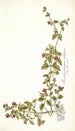 Mesembryanthemum cordifolium - Nikolaus Joseph Freiherr von Jacquin — Ansicht des Kunstwerks