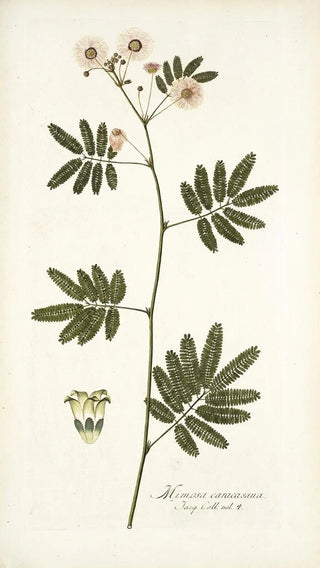 Nikolaus Joseph Freiherr von Jacquin - Mimosa caracasana.webp