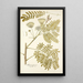 Mimosa speciosa - Nikolaus Joseph Freiherr von Jacquin — gerahmtes Bild an der Wand