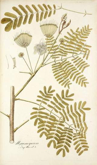 Nikolaus Joseph Freiherr von Jacquin - Mimosa speciosa.webp