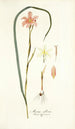 Moraea collina - Nikolaus Joseph Freiherr von Jacquin — Ansicht des Kunstwerks