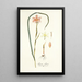 Moraea collina - Nikolaus Joseph Freiherr von Jacquin — gerahmtes Bild an der Wand