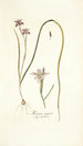 Moraea vegeta - Nikolaus Joseph Freiherr von Jacquin — Ansicht des Kunstwerks