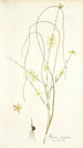 Moraea virgata - Nikolaus Joseph Freiherr von Jacquin — Ansicht des Kunstwerks