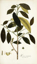 Morus mauritiana - Nikolaus Joseph Freiherr von Jacquin — Ansicht des Kunstwerks