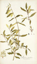 Myrica segregata - Nikolaus Joseph Freiherr von Jacquin — Ansicht des Kunstwerks