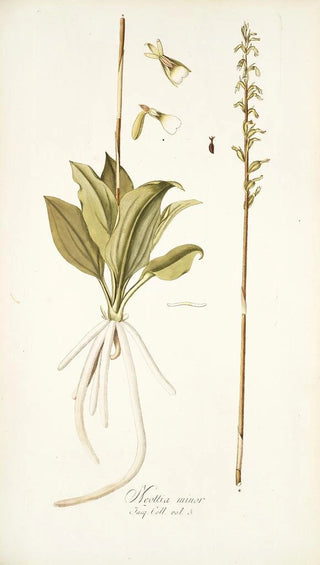 Nikolaus Joseph Freiherr von Jacquin - Neottia minor.webp