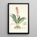 Neottia speciosa - Nikolaus Joseph Freiherr von Jacquin — gerahmtes Bild an der Wand