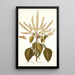 Ocymum gratissimum - Nikolaus Joseph Freiherr von Jacquin — gerahmtes Bild an der Wand