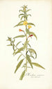 Oenothera nocturna - Nikolaus Joseph Freiherr von Jacquin — Ansicht des Kunstwerks