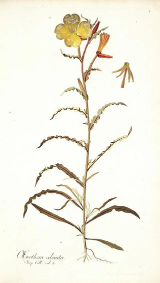 Nikolaus Joseph Freiherr von Jacquin - Oenothera odorata.webp