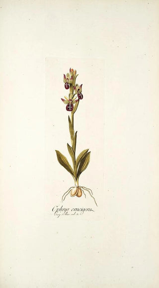 Nikolaus Joseph Freiherr von Jacquin - Ophrys crucigera.webp