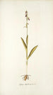 Ophrys myodes - Nikolaus Joseph Freiherr von Jacquin — Ansicht des Kunstwerks