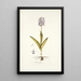 Orchis militaris - Nikolaus Joseph Freiherr von Jacquin — gerahmtes Bild an der Wand
