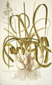 Ornithogalum caudatum - Nikolaus Joseph Freiherr von Jacquin — Ansicht des Kunstwerks