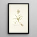 Ornithogalum comosum - Nikolaus Joseph Freiherr von Jacquin — gerahmtes Bild an der Wand