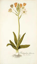 Ornithogalum flavescens - Nikolaus Joseph Freiherr von Jacquin — Ansicht des Kunstwerks