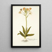 Ornithogalum flavescens - Nikolaus Joseph Freiherr von Jacquin — gerahmtes Bild an der Wand