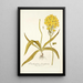 Ornithogalum flavissimum - Nikolaus Joseph Freiherr von Jacquin — gerahmtes Bild an der Wand