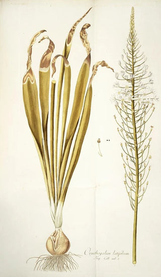 Nikolaus Joseph Freiherr von Jacquin - Ornithogalum latifolium.webp