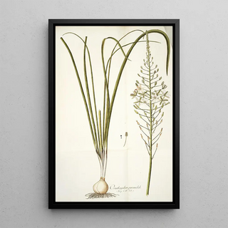 Nikolaus Joseph Freiherr von Jacquin - Ornithogalum pyramidale.webp