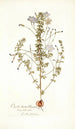 Oxalis hirta varietas - Nikolaus Joseph Freiherr von Jacquin — Ansicht des Kunstwerks