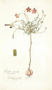 Oxalis versicolor - Nikolaus Joseph Freiherr von Jacquin — Ansicht des Kunstwerks