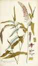 Paspalum racemosum - Nikolaus Joseph Freiherr von Jacquin — Ansicht des Kunstwerks