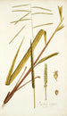 Paspalum virgatum - Nikolaus Joseph Freiherr von Jacquin — Ansicht des Kunstwerks