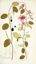 Passiflora cuprea - Nikolaus Joseph Freiherr von Jacquin — Ansicht des Kunstwerks