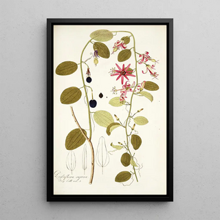 Nikolaus Joseph Freiherr von Jacquin - Passiflora cuprea.webp