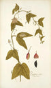 Passiflora rubra - Nikolaus Joseph Freiherr von Jacquin — Ansicht des Kunstwerks