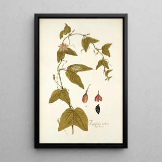 Nikolaus Joseph Freiherr von Jacquin - Passiflora rubra.webp