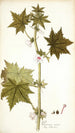 Pavonia urens - Nikolaus Joseph Freiherr von Jacquin — Ansicht des Kunstwerks