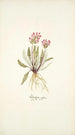 Pedicularis rosea - Nikolaus Joseph Freiherr von Jacquin — Ansicht des Kunstwerks